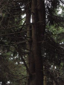 pa230016.jpg