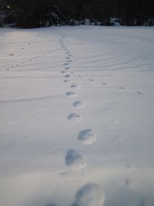 dscf8720.jpg