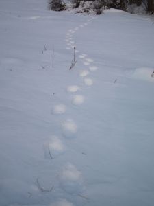 dscf8725.jpg