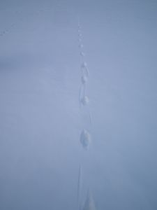 dscf8731.jpg