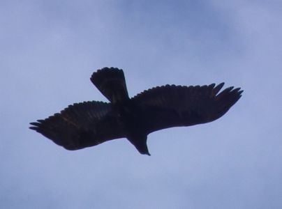 dscf5175.jpg