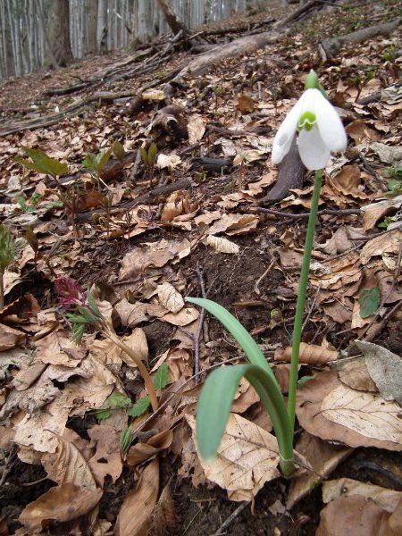 dscf7005.jpg