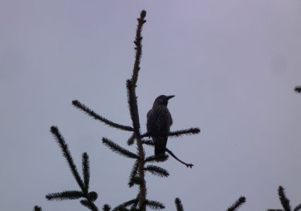 dscf7022.jpg