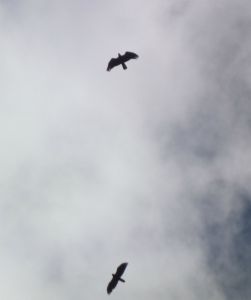 dscf7645.jpg