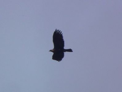 dscf9317.jpg