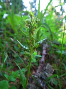 dscf5123.jpg