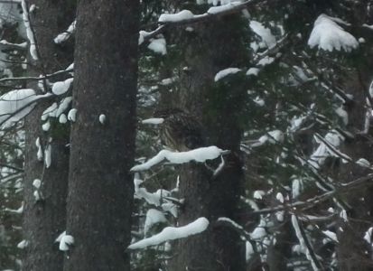 dscf6700-habichtskauz.jpg