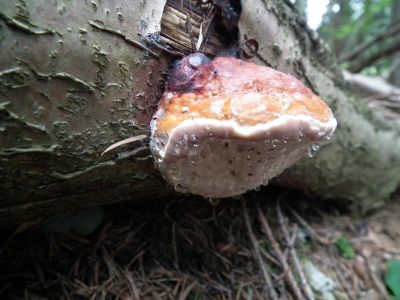 dscf8618.jpg