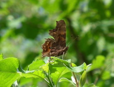 dscf8757.jpg