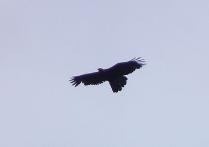 dscf8767.jpg