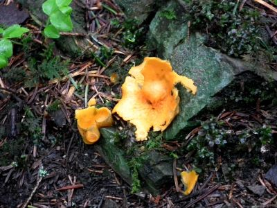 dscf8803.jpg