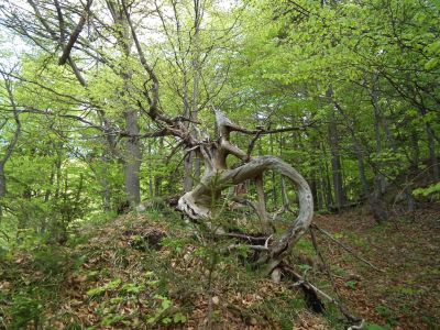 dscf8894.jpg