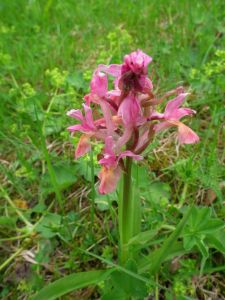 dscf9051.jpg
