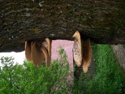 dscf9088.jpg