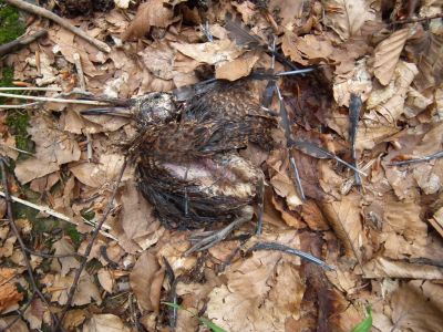 dscf9227.jpg