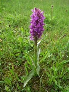 dscf9254.jpg