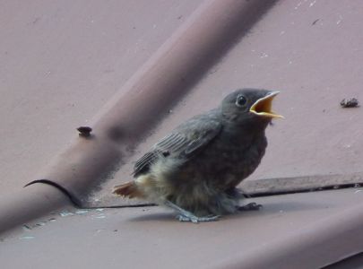 dscf9522.jpg