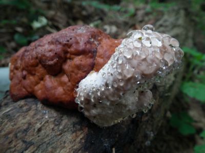 dscf9672.jpg