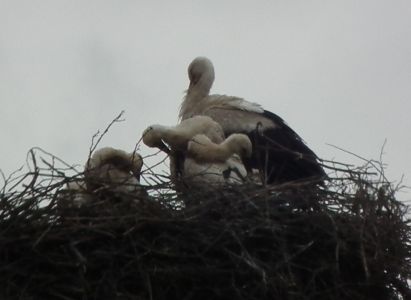 dscf9737.jpg