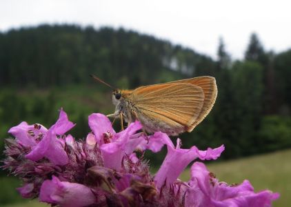 dscf9839.jpg