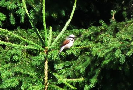 dscf9846.jpg