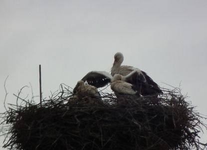 dscf9733.jpg