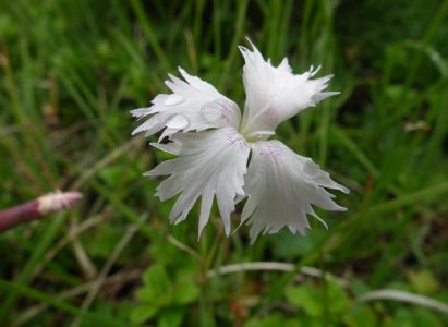 dscf9809.jpg