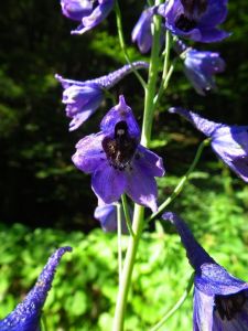dscf9970.jpg