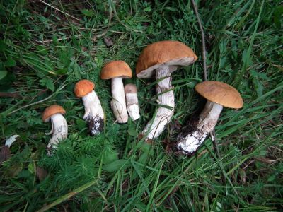 dscf0516.jpg