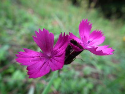 dscf0650.jpg