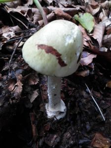 dscf0672.jpg