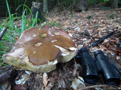 dscf0780.jpg