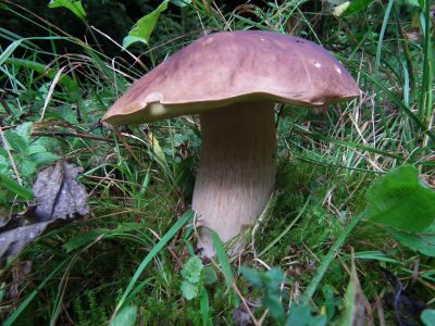 dscf0817.jpg