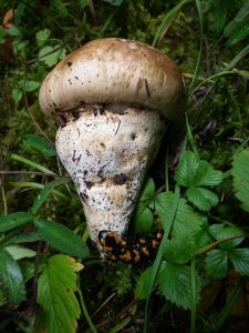 dscf0819.jpg