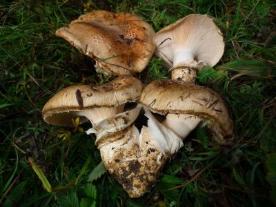 dscf1021.jpg