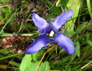 dscf1072.jpg