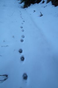 dscf1902-luchsspuren.jpg
