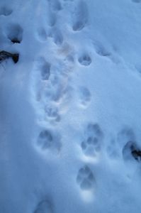 dscf1971-wolfsspuren.jpg