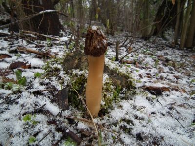 dscf2354-auch-die-morchel-waren-vom-winter-einbruch-berrascht.jpg