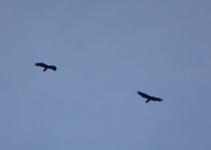 dsc00412.jpg