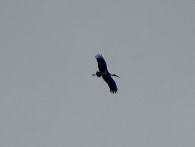 dsc00770.jpg