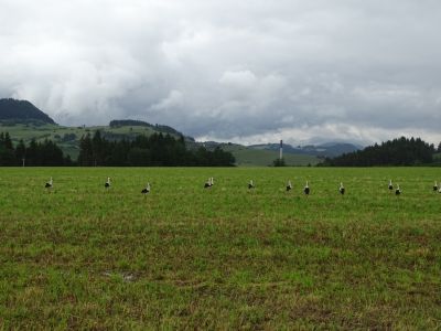 dsc00834.jpg