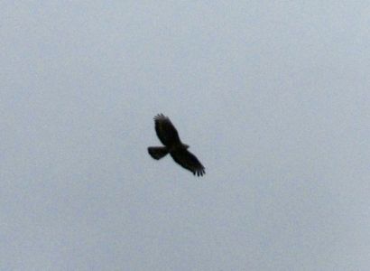 z1000113-wespenbussard.jpg