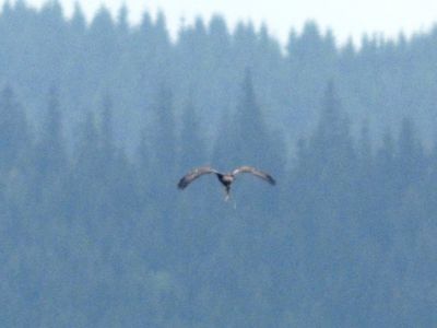 z1000128-steinadler.jpg