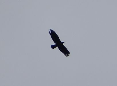 dsc01252.jpg