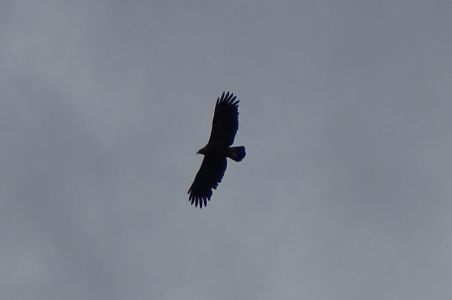dsc01462.jpg