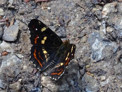 dsc01831-landkrtchen-sommergeneration.jpg