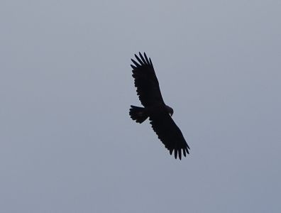 dsc01876.jpg