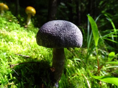 dsc02550.jpg