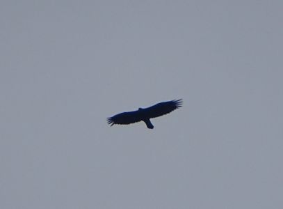 dsc03020.jpg